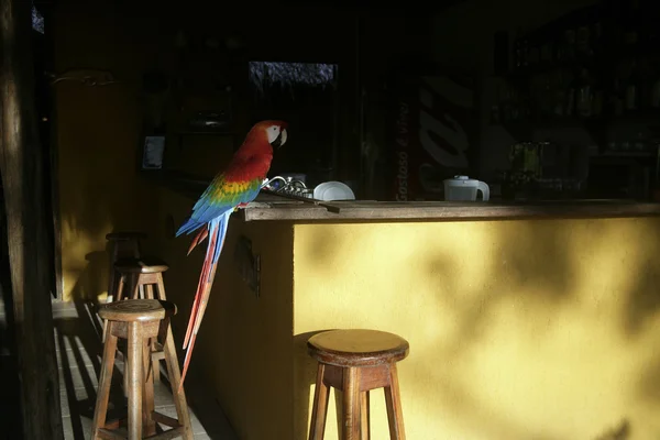 Ara papagáj, ara Makaó — Stock Fotó
