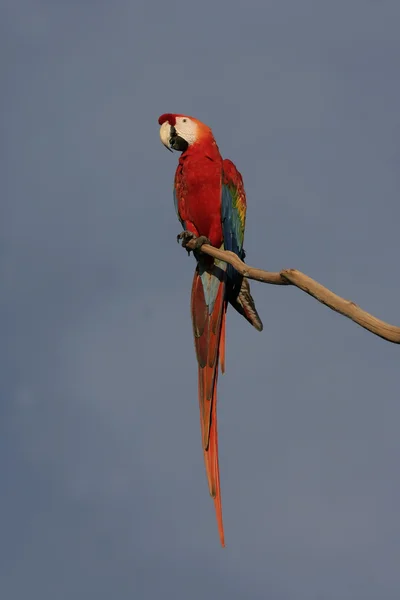 Scarlet macaw, Ara macao — Stock Photo, Image