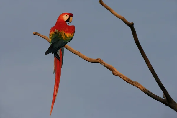 Scarlet macaw, Ara macao — Stock Photo, Image