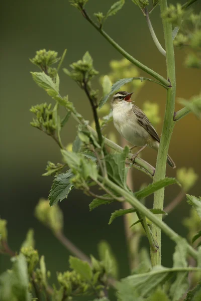 Šedý bojovník, Acrocephalus schoenobaenus — Stock fotografie