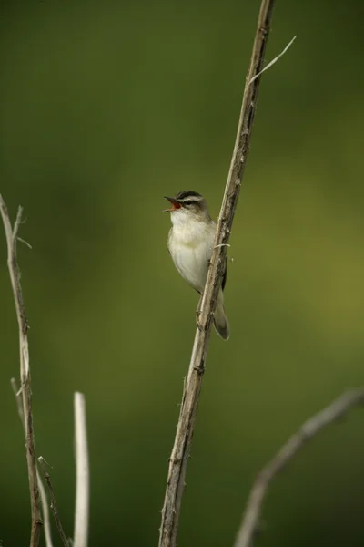 Sedge warbler, Acrohhalus schoenobaenus — стоковое фото