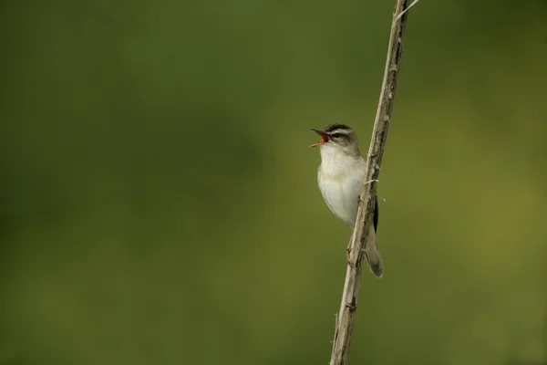 Feiticeiro, Acrocephalus schoenobaenus — Fotografia de Stock