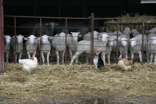 Овцы и куры — стоковое фото