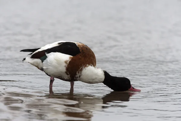 Shelduck, Tadorna tadorna, — Fotografia de Stock