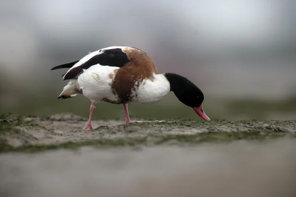 Shelduck, Tadorna tadorna, — Fotografia de Stock