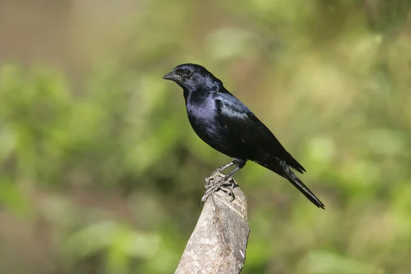 Parlak cowbird, molothrus bonariensis — Stok fotoğraf