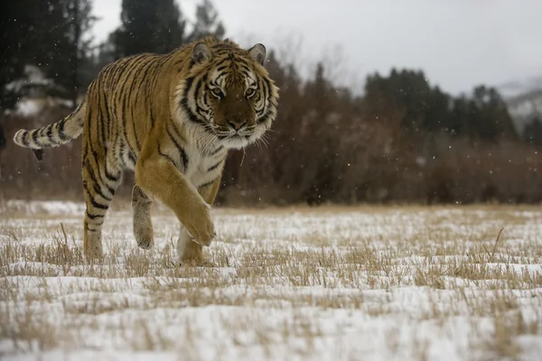 Siberian tiger, Panthera tigris altaica — Stock Photo, Image