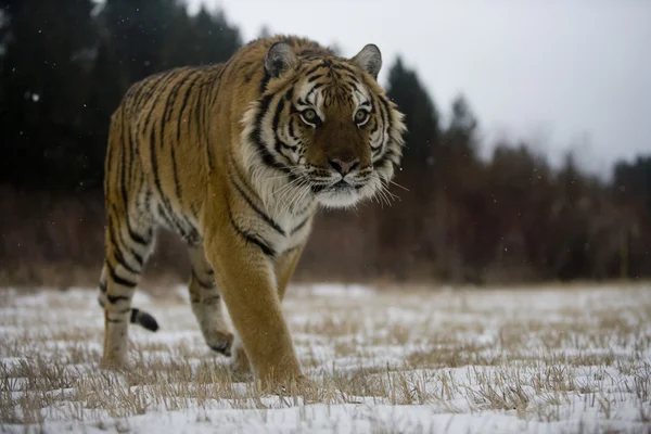 Tygr ussurijský, panthera tigris altaica — Stock fotografie