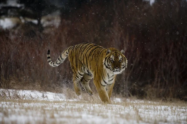 Siberian tiger, Panthera tigris altaica — Stock Photo, Image