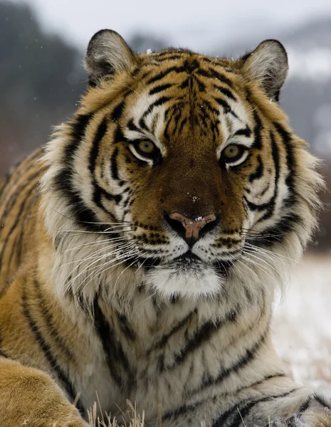 Tigre siberiano, Panthera tigris altaica — Fotografia de Stock