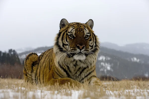 Tygr ussurijský, panthera tigris altaica — Stock fotografie