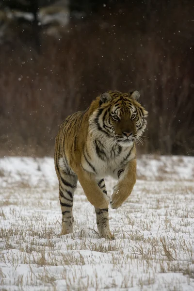 Сибирский тигр, Panthera tigris altaica — стоковое фото