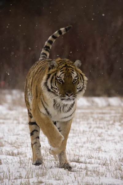 Сибирский тигр, Panthera tigris altaica — стоковое фото