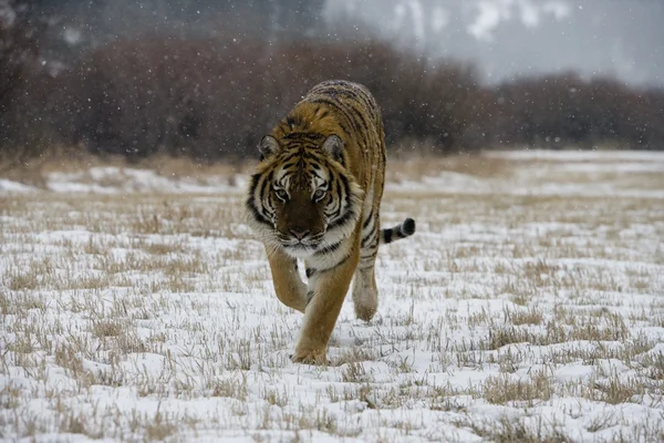 Siberian tiger, Panthera tigris altaica — Stock Photo, Image