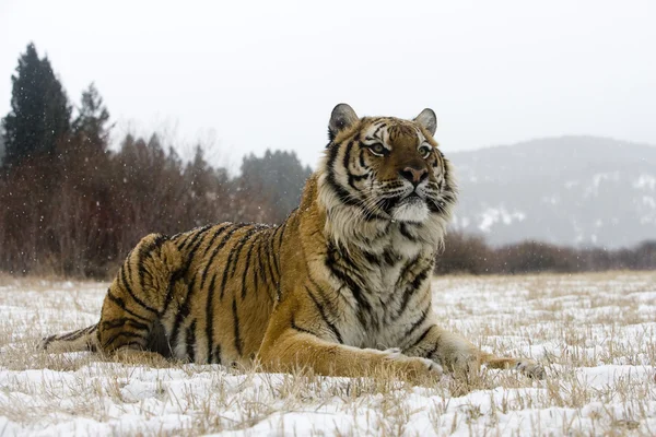 Tygr ussurijský, panthera tigris altaica — Stock fotografie