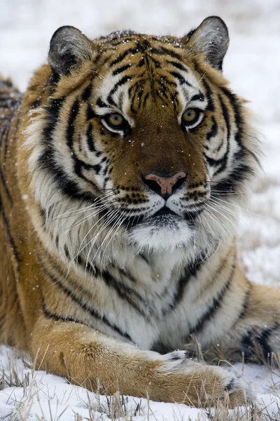 Tygr ussurijský, panthera tigris altaica — Stock fotografie