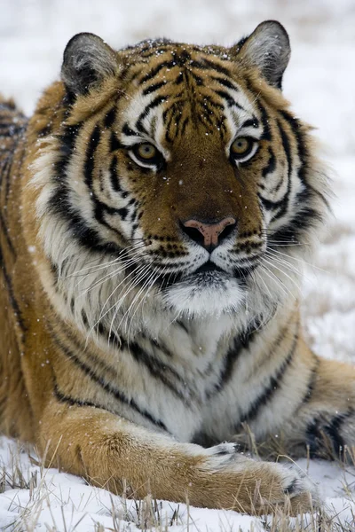 Tigre siberiano, Panthera tigris altaica — Fotografia de Stock