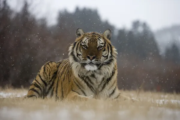 Siberische tijger, panthera tigris altaica — Stockfoto