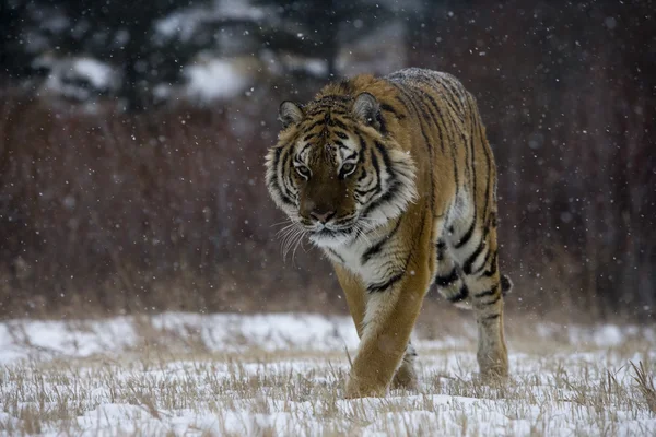 Tygr ussurijský, panthera tigris altaica — Stock fotografie