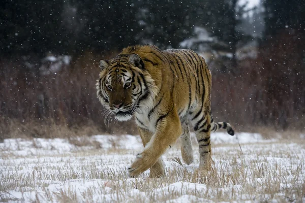 Tigre siberiano, Panthera tigris altaica — Fotografia de Stock