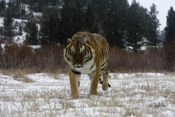 Siberian tiger, Panthera tigris altaica — Stock Photo, Image