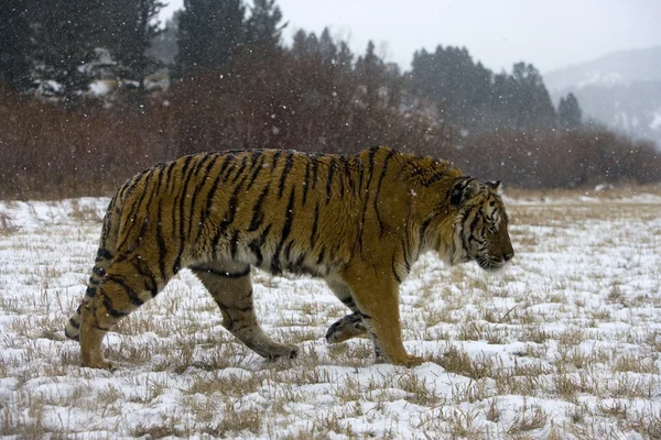 Сибирский тигр, Panthera tigris altaica — стоковое фото