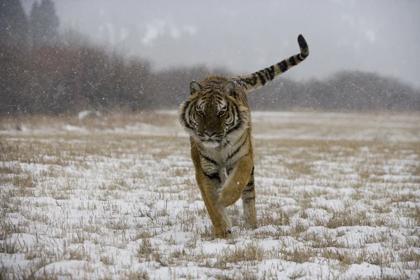 Siberian tiger, Panthera tigris altaica — Stock Photo, Image