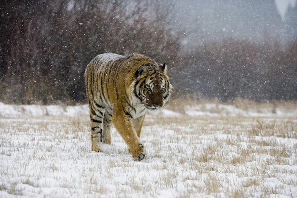 Сибирский тигр, Panthera tigris altaica — стоковое фото