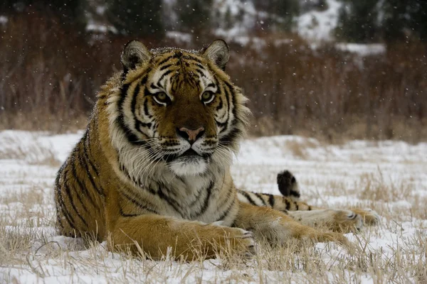 Сибірський тигр, Panthera тигр altaica — стокове фото