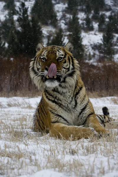 Tigre siberiano, Panthera tigris altaica — Fotografia de Stock