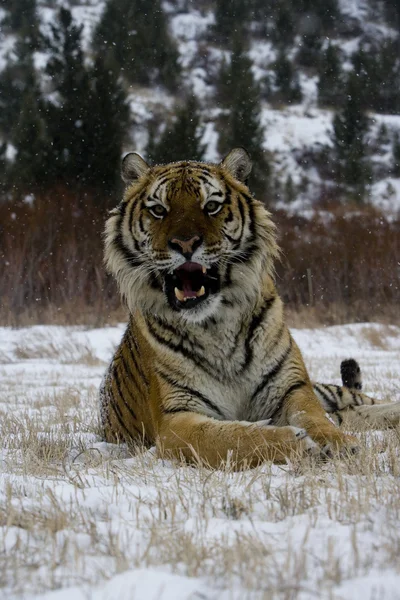 Siberische tijger, panthera tigris altaica — Stockfoto