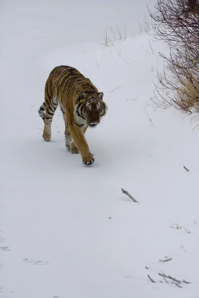 Сибирский тигр, Panthera tigris altaica — стоковое фото