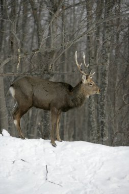 Sika geyiği, cervus nippon,