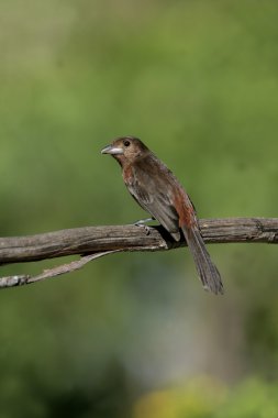 Gümüş burunlu tanager, ramphocelus carbo