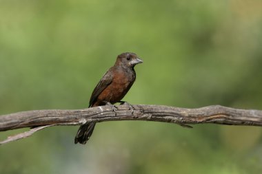 Gümüş burunlu tanager, ramphocelus carbo