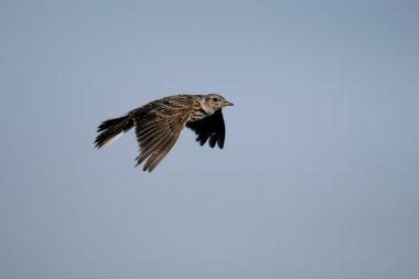 Skylark, Alauda arvensis
