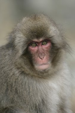 kar maymun ya da Japon makak