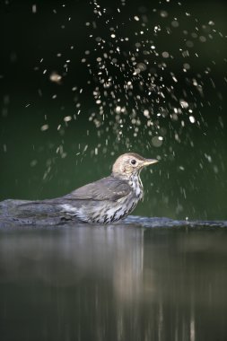 şarkı pamukçuk, turdus philomelos
