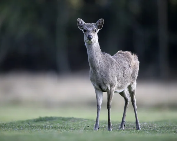 Sika reh, cervus nippon, — Stockfoto