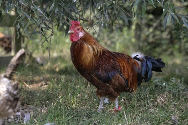 Sicilianska smörblomma, — Stockfoto