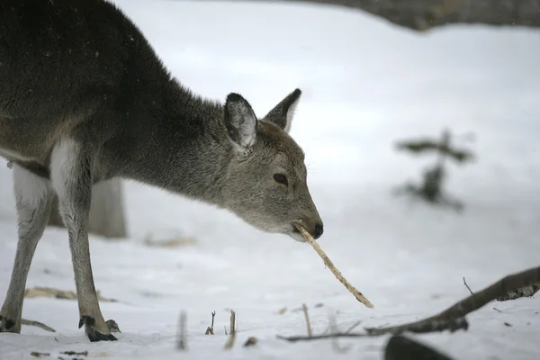 Sika deer, Cervus nippon, — Stock Photo, Image