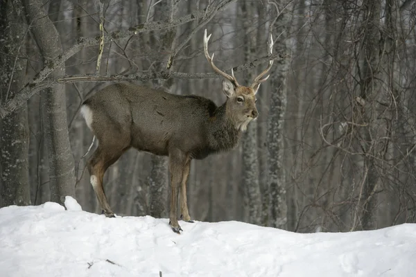 Sika deer, Cervus nippon, — Stock Photo, Image