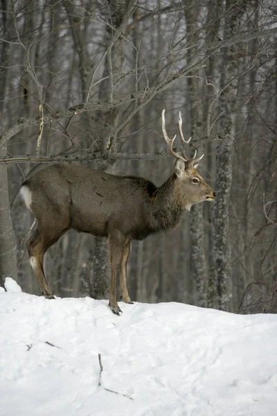 Sika deer, Cervus nippon, — Stock Photo, Image