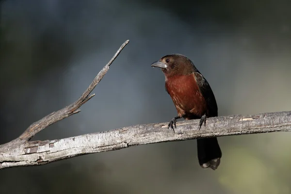 Stříbro beaked tanager, ramphocelus carbo — Stock fotografie