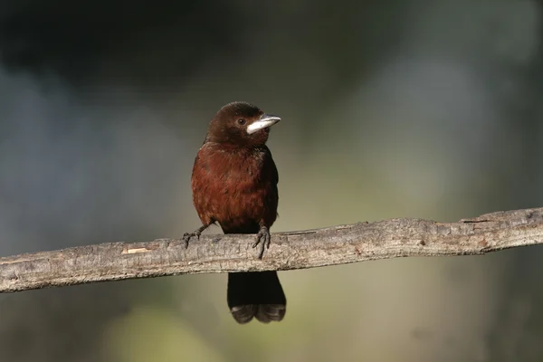 Silver-beaked tanager, Ramphocelus carbo — Stock Photo, Image