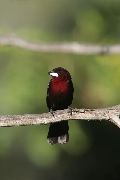 Gümüş burunlu tanager, ramphocelus carbo — Stok fotoğraf