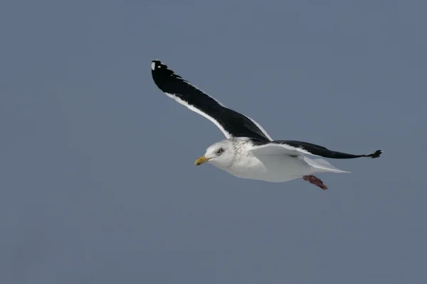 Massena-backed gull, larus schistisagus — Stockfoto
