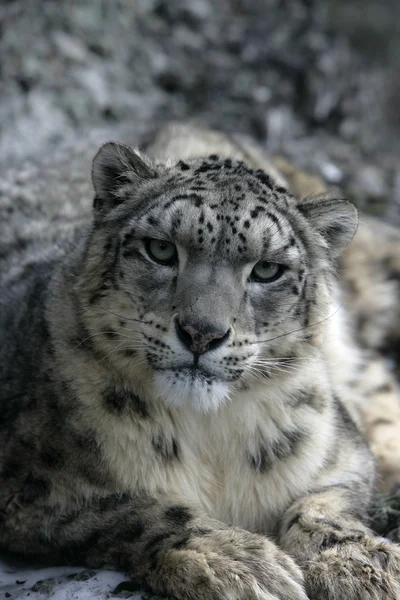 Leopardo de la nieve, Uncia uncia — Foto de Stock