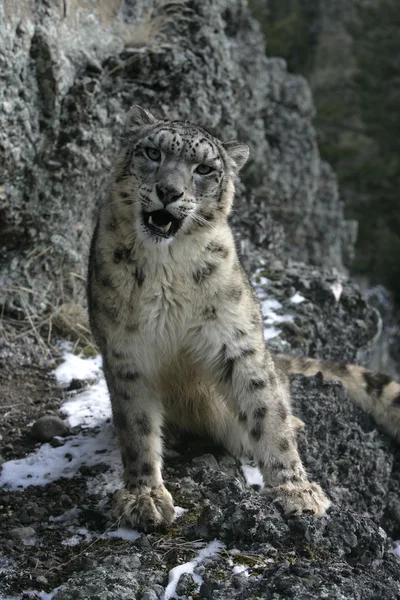 Leopardo de la nieve, Uncia uncia — Foto de Stock