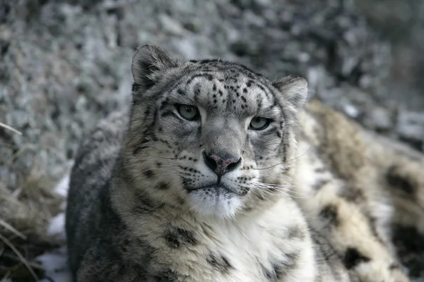 Snow leopard, Uncia uncia — Stockfoto